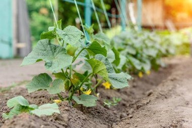 Sera salatalığının büyümesi ve çiçek açması. Çardaktaki çalı salatalıkları