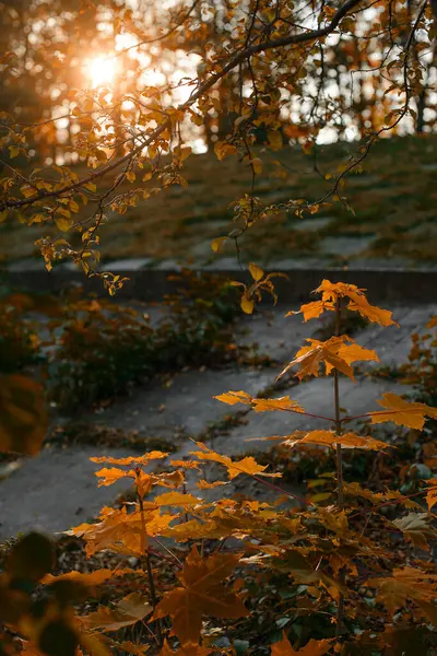 Красивый Осенний Пейзаж Желтыми Деревьями Солнцем Красочная Листва Парке — стоковое фото