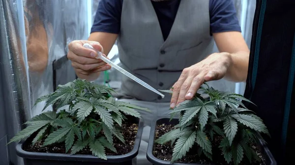 自宅で大麻マリファナ雑草の屋内栽培 2つの植物が与えられたアパートでマリファナを個人的に使用するための栽培の合法化 人は彼の植物の世話と成長をする — ストック写真
