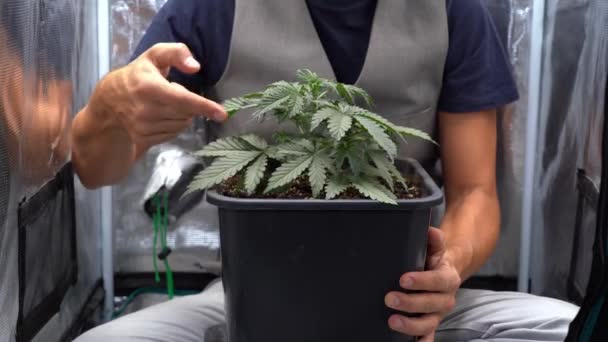 Coltivazione Indoor Cannabis Marjiuana Erba Casa Legalizzazione Della Coltivazione Uso — Video Stock