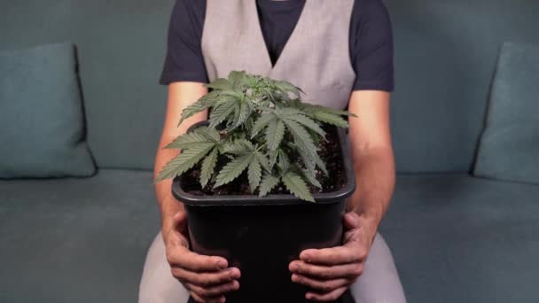 Cultivo Indoor Maconha Maconha Maconha Casa Legalização Cultivo Para Uso — Vídeo de Stock