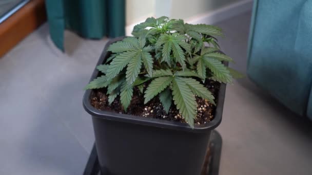 Coltivazione Indoor Cannabis Marjiuana Erba Casa Legalizzazione Della Coltivazione Uso — Video Stock