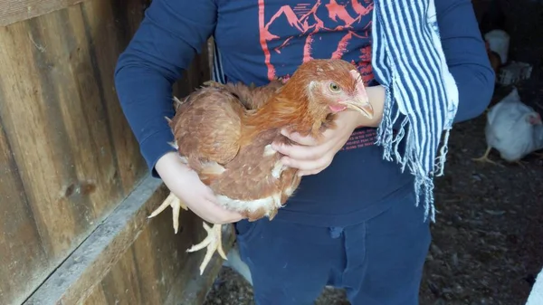 Kind Hält Hühnerstall Auf Dem Bauernhof Eine Henne Arm Kinder — Stockfoto