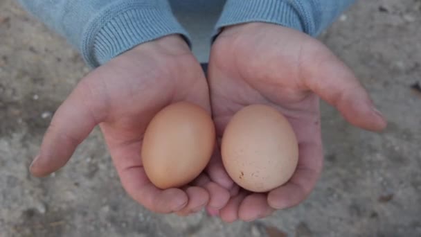 子供の手は農場の鶏小屋で鶏から2個の生卵を持っています 子供と動物 — ストック動画