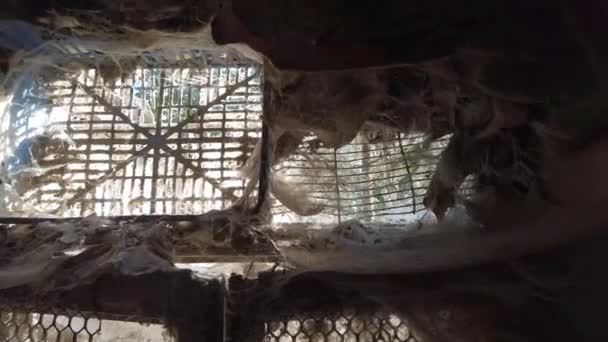 不気味な巨大なクモの巣と多くのクモと放棄された家の窓の映像 ハロウィーンのための恐ろしい映像 — ストック動画