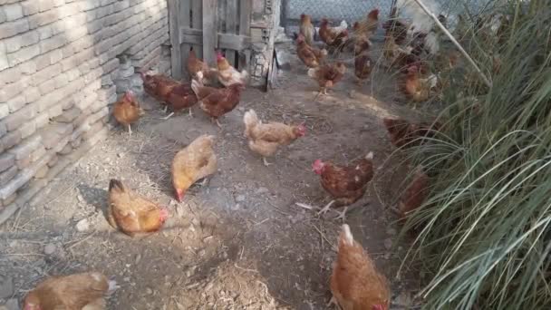 Dierenleven Het Bedrijf Duurzame Fok Gezonde Voeding Van Kippen — Stockvideo