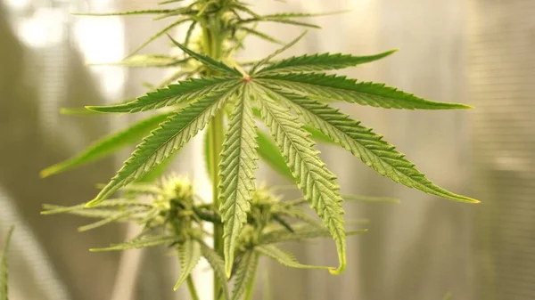 大麻の植物が成長している様子を間近で見られます 麻の芽 マリファナ植物 — ストック写真