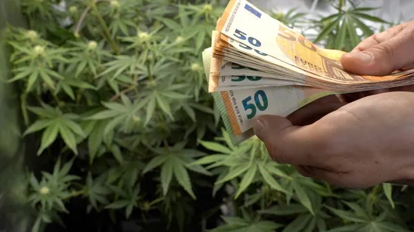マリファナ雑草大麻の生産と販売で作られたお金を数える TcとCbd 取引のためのソフトドラッグとマフィアの収入 ユーロマネー現金 — ストック写真