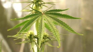 Kenevir bitkisinin büyüdüğüne dair yakın çekim görüntüleri. Kenevir tomurcukları. marijuana bitkileri.