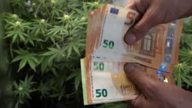 Avro banknotları ve para elinde tutan adam ve arka planda esrar bitkileri 