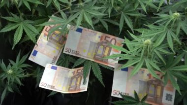 Esrar bitkileriyle Avro banknotlarının görüntüleri