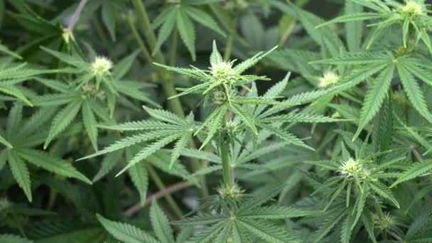 Κοντινό Πλάνο Φυτά Κάνναβης Μεγαλώνουν Κάνναβη Φυτά Μαριχουάνας — Αρχείο Βίντεο