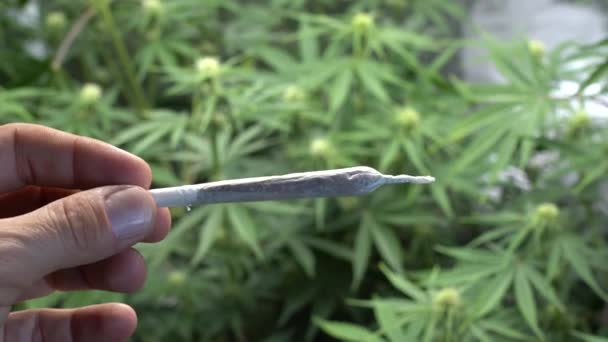 Uomo Tenendo Roll Nelle Mani Piante Cannabis Sullo Sfondo — Video Stock