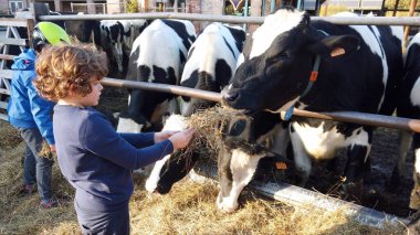 7 yaşındaki çocuk ahırda inekleri samanla besliyor.