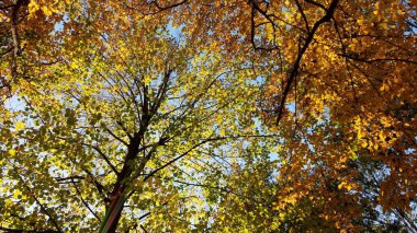 Parktaki ağaçların üzerinde renkli sonbahar kırmızısı, sarı ve yeşil yapraklar - yapraklar - sonbahar yapraklarının rengi ve güneş ışınları