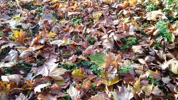 Sarı Kırmızı Yeşil Yapraklar Sonbaharda Ağaçlardan Iner Bir Park Bahçesindeki — Stok fotoğraf