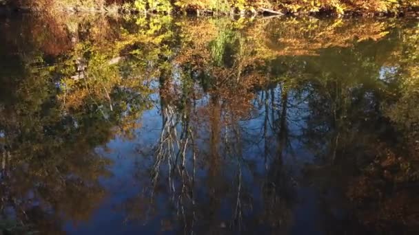 Colorful Autumn Red Yellow Green Leaves Trees Park Foliage Autumn — Stock Video