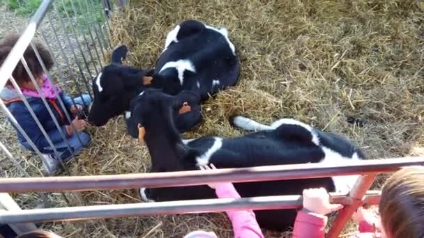 Les Enfants Nourrissent Les Veaux Dans Écurie Avec Foin — Video