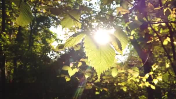 公园里树上五彩缤纷的秋天红叶 黄叶和绿叶 秋天的叶色和太阳光 — 图库视频影像