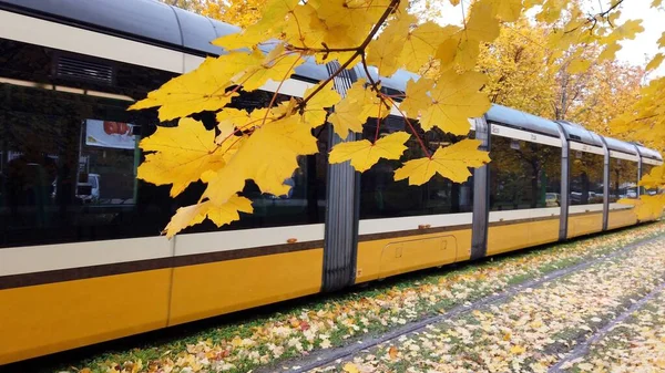 Европа Италия Милан Ноябрь 2021 Желтый Трамвай Осенью Желтыми Листьями — стоковое фото