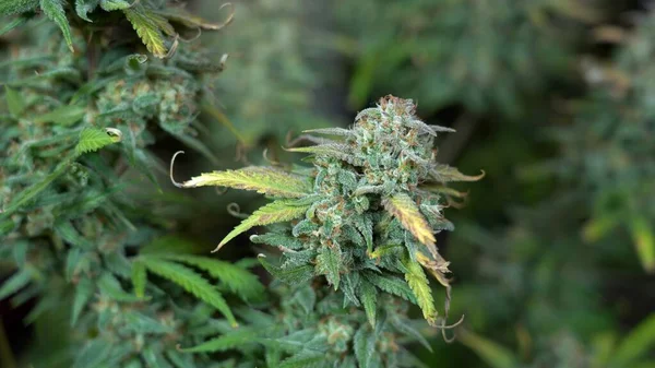 家の中で大麻植物を栽培するマリファナ薬 — ストック写真