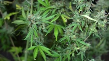Marihuana yetiştirmek evde kenevir bitkisi yetiştirmek - el ve makas ot bitkisi zorlanmadan önce yaprakları kesmek