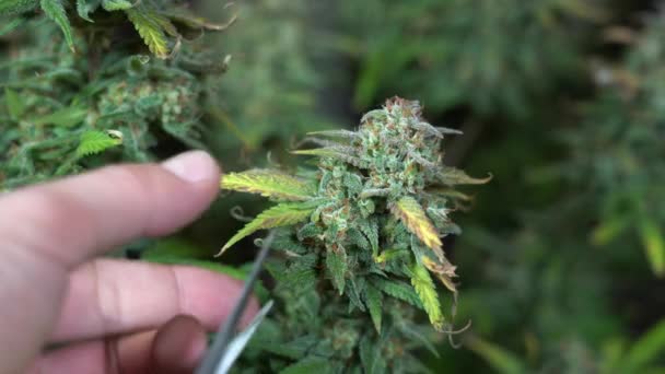 Cultivo Maconha Droga Planta Cannabis Casa Dentro Casa Mão Tesoura — Vídeo de Stock