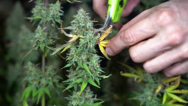 Pěstování Marihuany Droga Rostlina Konopí Doma Interiéru Ruce Nůžky Řezané — Stock video