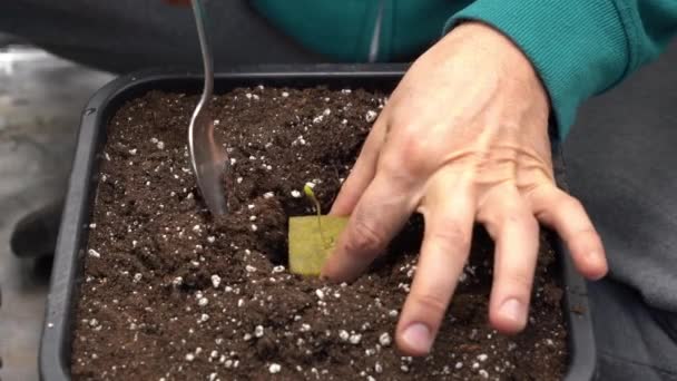 Plant Seedling Seed Has Sprouted Create Hole Earth Spoon Insert — Video Stock