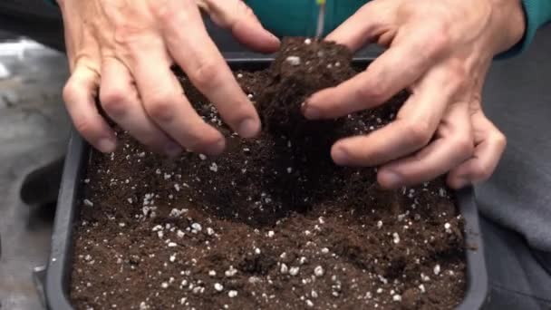 種が発芽した後に苗を植える 新しく生まれた苗を挿入するスプーンで地球に穴を開ける 自然と環境の世話 Covid 19コロナウイルス中の園芸 — ストック動画