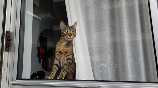 Very Curious Puppy European Cat Looks Out Window House Stimulated — Stockfoto