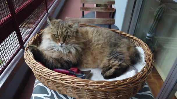 Sehr Behaarte Sibirische Katze Ruht Hölzernen Korbzwinger Auf Dem Balkon — Stockvideo