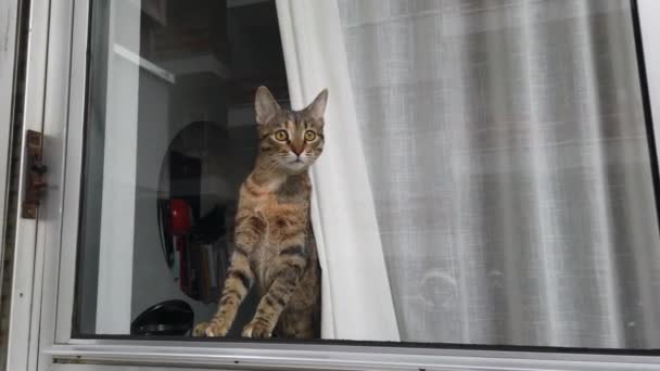 Very Curious Puppy European Cat Looks Out Window House Stimulated — Stockvideo
