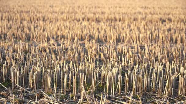 Europa Itália Pavia Paisagem Rural Durante Inverno Pianura Padana Oltrepo — Vídeo de Stock