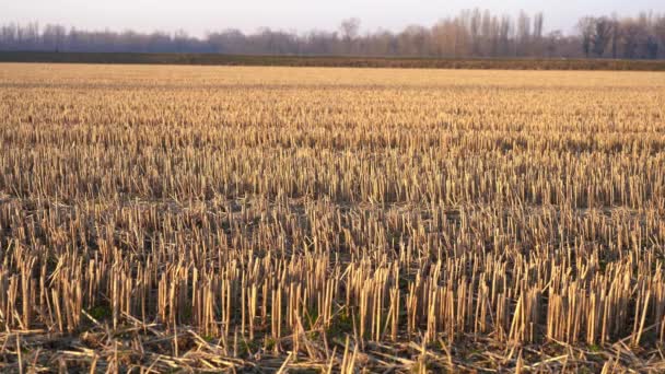 Avrupa Talya Pavia Ticino Doğal Parkındaki Pianura Padana Oltrepo Kışın — Stok video