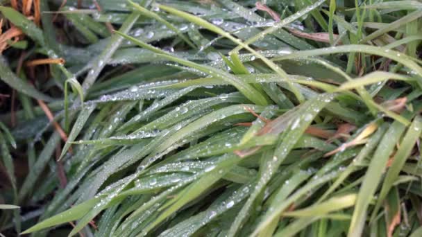 Dew Drops Blades Green Grass Morning Night Frost Thaws Awakening — Stock Video