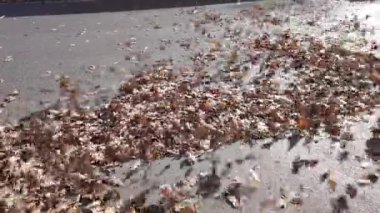 Kuvvetli rüzgar rüzgarları, kuru sonbahar yapraklarını uçurur - Bora rüzgarlı yaprak fırtınası - kasırgalar ve rüzgar fırtınaları her şeyi uçurur