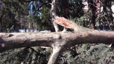 Rüzgarın gücü, Milano 'daki bir parktaki ağaçları kökünden söktü. Solari parkı çocuklar için. 