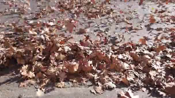 Starke Windböen Lassen Trockene Herbstblätter Fliegen Blättersturm Mit Bora Wind — Stockvideo