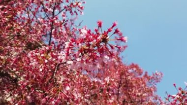 Çiçek açan bir ağaçta pembe şeftali çiçekleri baharın Mart 'ta geleceğini müjdeler.