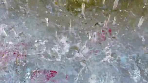 장마철 때문에 빗방울 웅덩이로 서서히 떨어지게 — 비디오