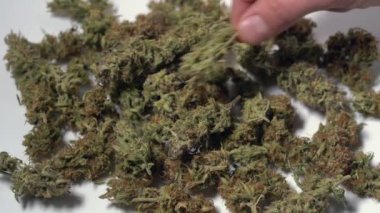 Esrar bitkisinin detayları, yeşil marihuana yaprakları. Esrar tomurcukları ve puflar beyaz arka planda izole edilmiş. Tıbbi marihuana türü, uyuşturucu ilaç konseptini yasallaştırmak. Kenevir yaprağında tıbbi marihuana türü, esrar ilacı konsepti. 