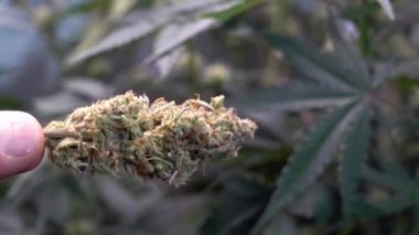Esrar bitkisinin detayları, yeşil marihuana yaprakları. Esrar tomurcukları ve puflar beyaz arka planda izole edilmiş. Tıbbi marihuana türü, uyuşturucu ilaç konseptini yasallaştırmak. Kenevir yaprağında tıbbi marihuana türü, esrar ilacı konsepti. 