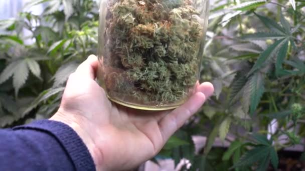 Detalle Planta Cannabis Hojas Marihuana Verde Brotes Soplos Marihuana Aislados — Vídeo de stock