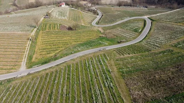 Italy Drone View Vineyard Oltrepo Montalto Pavese Pavia Lombardy Rows — Stock Photo, Image