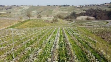İtalya, Lombardy, Pavia yakınlarındaki Montalto Pavese 'de Oltrepo' daki üzüm bağının insansız hava aracı manzarası. Bahar mevsiminde bağların ve Apeninlerin tepelerinin arasında güzel bir çiçek çayırı olan sarmaşıklar.