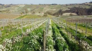 İtalya, Lombardy, Pavia yakınlarındaki Montalto Pavese 'de Oltrepo' daki üzüm bağının insansız hava aracı manzarası. Bahar mevsiminde bağların ve Apeninlerin tepelerinin arasında güzel bir çiçek çayırı olan sarmaşıklar.