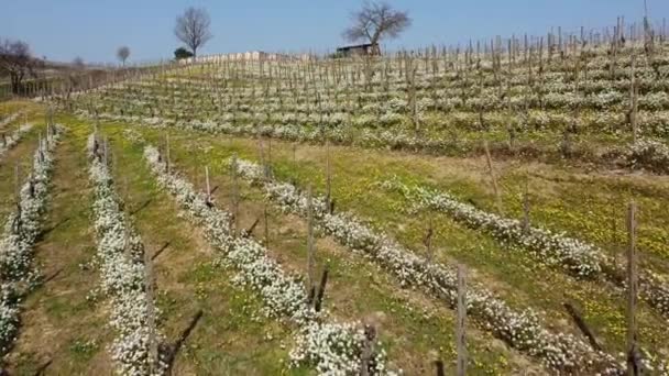 Itálie Drone Pohled Vinici Oltrepo Montalto Pavese Pavia Lombardie Řady — Stock video