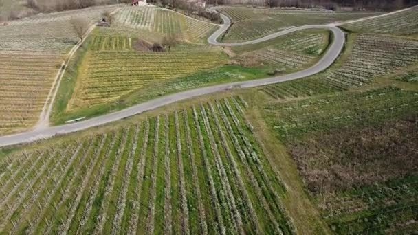 Italy Drone View Vineyard Oltrepo Montalto Pavese Pavia Lombardy Rows — Stock Video