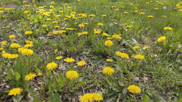 Fleurs Jaunes Dans Prairie — Photo